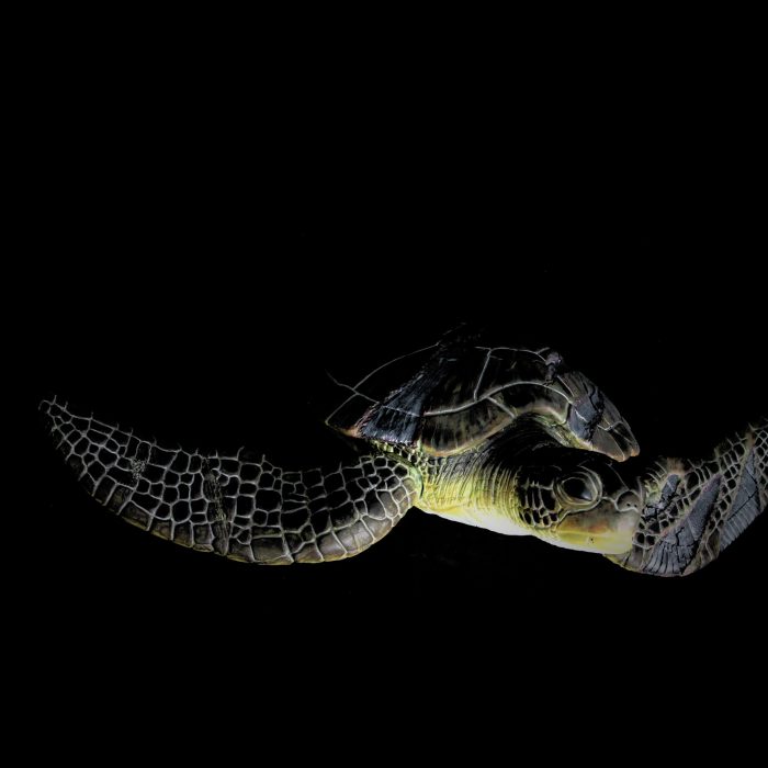 Tortue, sculpture de Dyson — L’Arche, vue 3