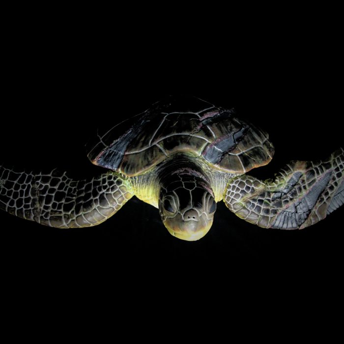 Tortue, sculpture de Dyson — L’Arche, vue 5